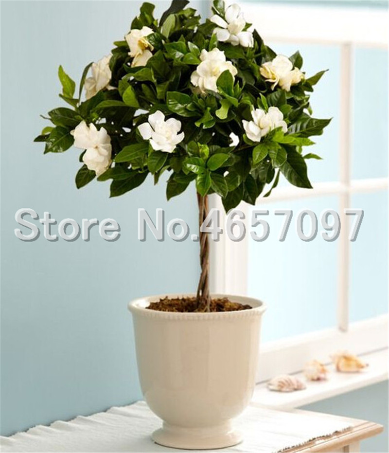 200 pcs/ bag Bonsai Gardenia Jasminoides Flower seeds Outdoor Fragrant Flowers White Cape Jasmine Blooming Flore for Home Pot Planters
200 pcs/ bag Bonsai Gardenia Jasminoides Flower seeds Outdoor Fragrant Flowers White Cape Jasmine Blooming Flore for Home Pot Planters