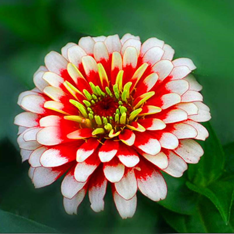 1 pack Original package Superior Zinnia seeds bonsai Hot Sale! Rare Fower plantas for Garden Home & Garden Flores indoor flower Plants NO5
1 pack Original package Superior Zinnia seeds bonsai Hot Sale! Rare Fower plantas for Garden Home & Garden Flores indoor flower Plants NO5