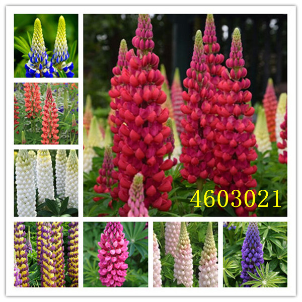 500 Pcs Selling mixed Russell Luplne Lupinus seeds Polyphyllus Flower shipping Survival rates very high lupin bonsai Lu Binghua
500 Pcs Selling mixed Russell Luplne Lupinus seeds Polyphyllus Flower shipping Survival rates very high lupin bonsai Lu Binghua
