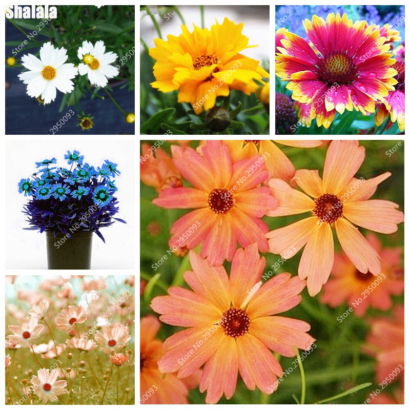 200 pcs/bag Coreopsis Bonsai plant Flower seeds Drummondii Color Coreopsis Bonsai seed Potted Garden Blooming Small Cosmos like Peony Flower
200 pcs/bag Coreopsis Bonsai plant Flower seeds Drummondii Color Coreopsis Bonsai seed Potted Garden Blooming Small Cosmos like Peony Flower