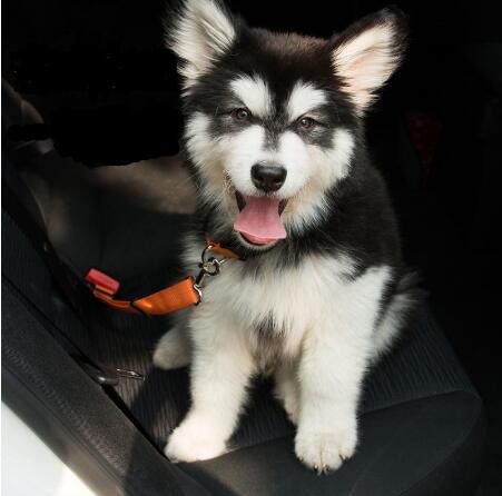 Pet Dog Cat Car Seat Belt Adjustable Harness Seatbelt Lead Leash for Small Medium Dogs Travel Clip Pet Supplies GB1168