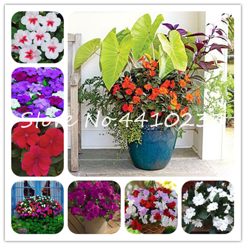 20 Pcs Impatiens Balsamina Bonsai Flower Balsam Bonsai Perennial Flower Indoor Or Outdoor Potted Plant For Home Garden Plants seeds
20 Pcs Impatiens Balsamina Bonsai Flower Balsam Bonsai Perennial Flower Indoor Or Outdoor Potted Plant For Home Garden Plants seeds