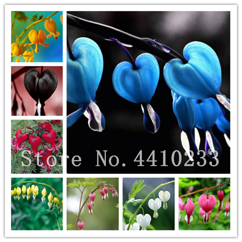 100 pcs Bicuculline Bonsai Bonsai Heart Shaped Pouch Novelty Pretty For Home Garden Plant Rare Orchid Bonsai plant flower seeds
100 pcs Bicuculline Bonsai Bonsai Heart Shaped Pouch Novelty Pretty For Home Garden Plant Rare Orchid Bonsai plant flower seeds