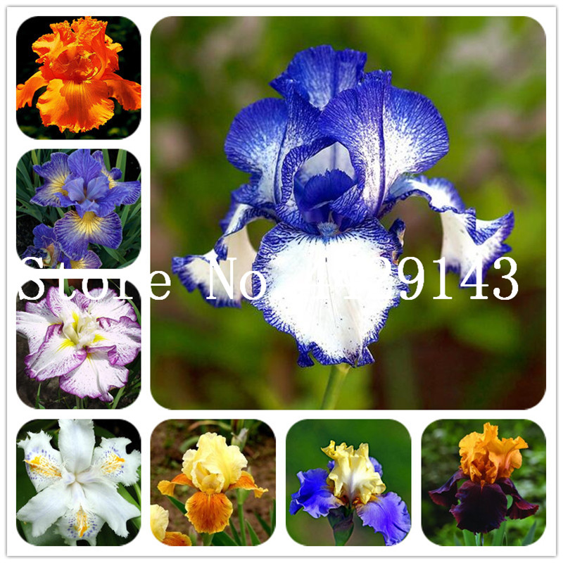 200 pcs Seeds Bonsai Iris Perennia Flower Rare Flower bearded iris , Nature plants Orchid flower DIY for Garden Easy to Grow
200 pcs Seeds Bonsai Iris Perennia Flower Rare Flower bearded iris , Nature plants Orchid flower DIY for Garden Easy to Grow