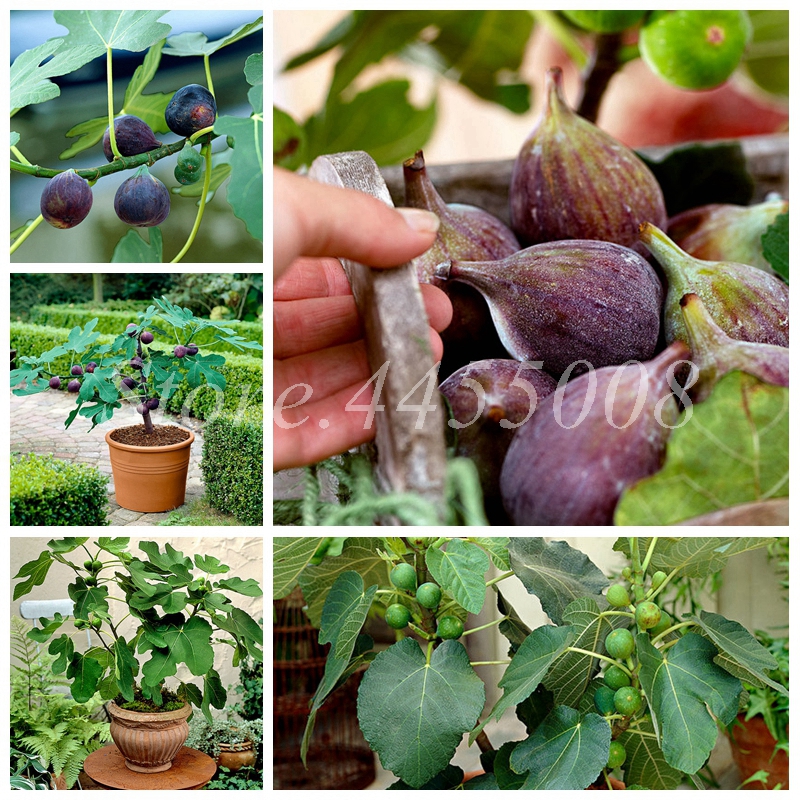 50 pcs/ bag Bonsai Figs Seeds Edible Fruit Tree Rare Red Fig Non-GMO Plant Potted Plant for Home Garden Decor the Budding Rate 97%
50 pcs/ bag Bonsai Figs Seeds Edible Fruit Tree Rare Red Fig Non-GMO Plant Potted Plant for Home Garden Decor the Budding Rate 97%