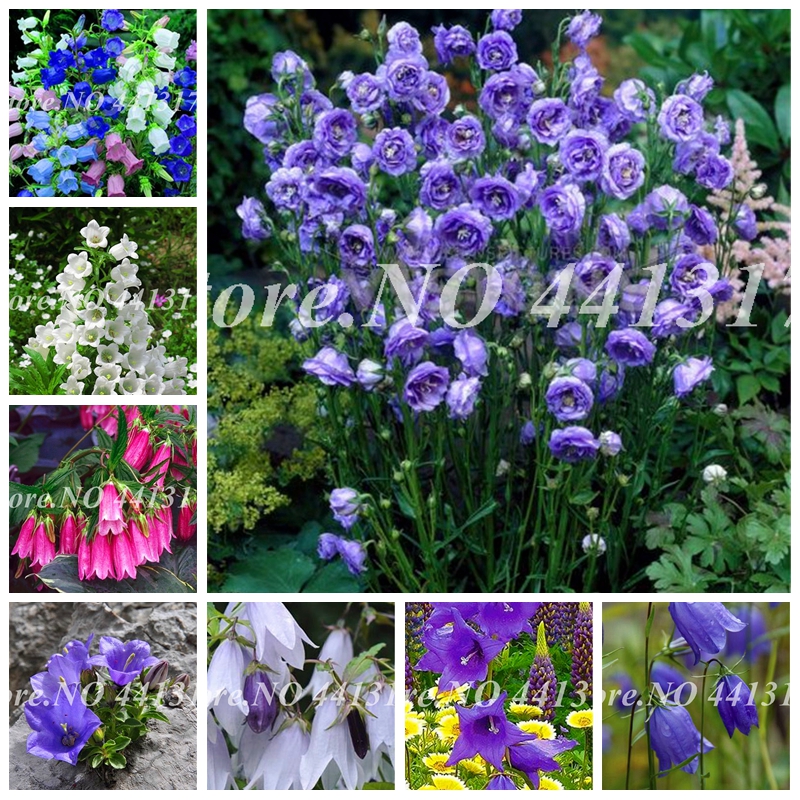 Thailand Platycodon Grandiflorus Mixed Flower Perennial Bonsai Campanulaceae Flower Easy To Grow Pot Garden Plants 100 Pcs Seeds
Thailand Platycodon Grandiflorus Mixed Flower Perennial Bonsai Campanulaceae Flower Easy To Grow Pot Garden Plants 100 Pcs Seeds