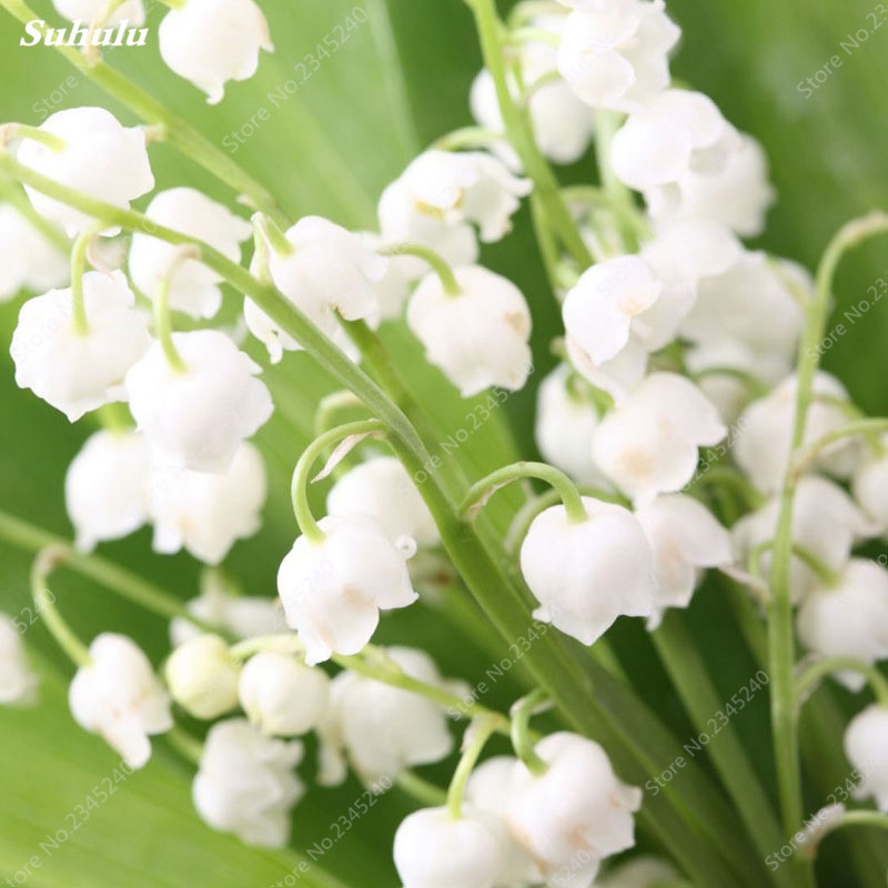 100 pcs/bag Free Shipping Mixed Bell Orchid Bonsai Flower bonsai plant seeds Perennial Campanula Flower Convallaria Plant Pot Home Garden
100 pcs/bag Free Shipping Mixed Bell Orchid Bonsai Flower bonsai plant seeds Perennial Campanula Flower Convallaria Plant Pot Home Garden