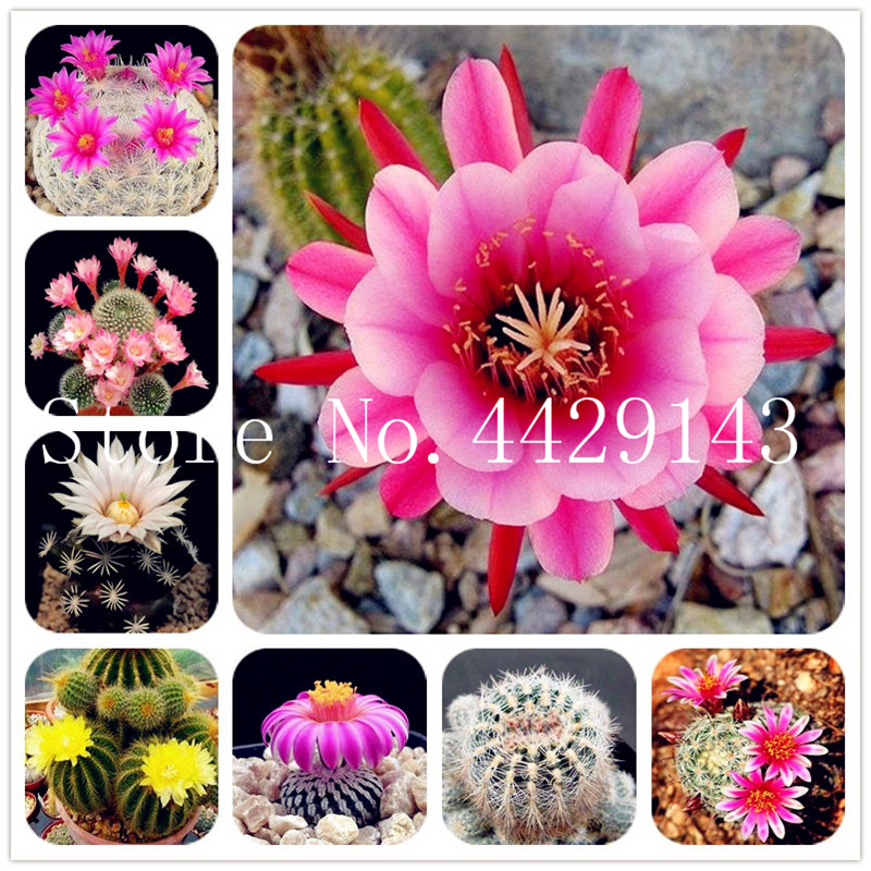 Sale 200 pcs seeds Rare African Mixed Cactus Succulent Plant Tree Purify Air Bonsai In The Heat Resistant Easy Care Creative Semente
Sale 200 pcs seeds Rare African Mixed Cactus Succulent Plant Tree Purify Air Bonsai In The Heat Resistant Easy Care Creative Semente