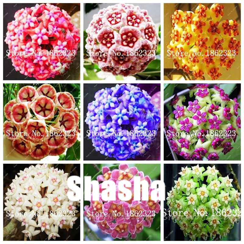 Bonsai 300 pcs/bag Rare Hoya flower flores seeds Ball Orchid plantas Indoor Bonsai plant for Home and Garden Planting easy to grow
Bonsai 300 pcs/bag Rare Hoya flower flores seeds Ball Orchid plantas Indoor Bonsai plant for Home and Garden Planting easy to grow