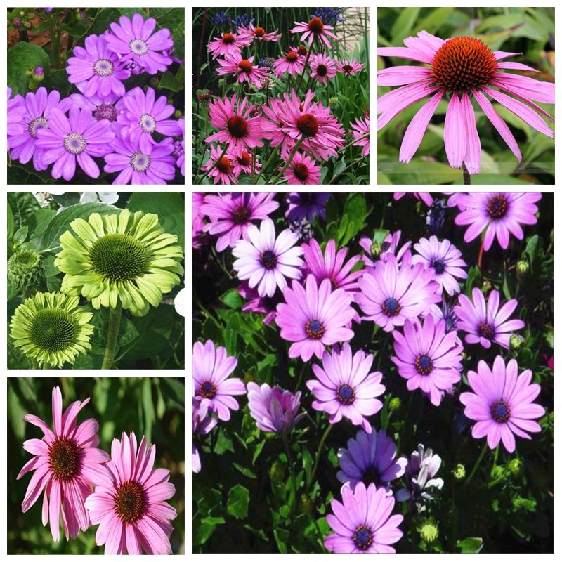 Promotion!!! Rare Green Firebird 200 PCS Coneflower Echinacea Bonsai plant seeds Double Flowers Plant Spoon Raspberry Plant Easy to Grow
Promotion!!! Rare Green Firebird 200 PCS Coneflower Echinacea Bonsai plant seeds Double Flowers Plant Spoon Raspberry Plant Easy to Grow