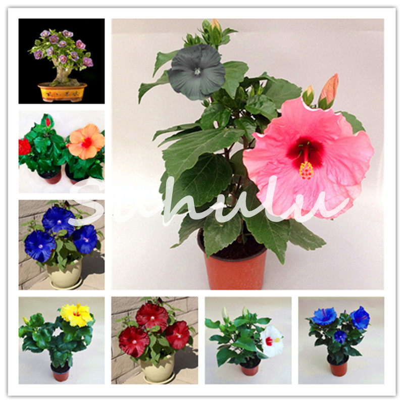 300 pcs/bag dwarf hibiscus flores tree Dinnerplate Hibiscus Perennial Flower seeds for home bonsai garden planting use 10-12 Inch Flowe
300 pcs/bag dwarf hibiscus flores tree Dinnerplate Hibiscus Perennial Flower seeds for home bonsai garden planting use 10-12 Inch Flowe