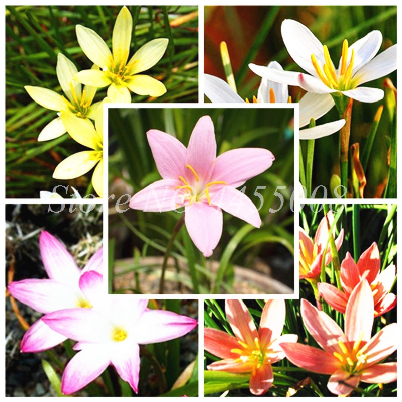 200pcs Seeds A Lot Zephyranthes Candida Bonsai (onion Orchid ) Mini Zephyr Lily Planting Balcony Indoor Flower Plant for Home Garden
200pcs Seeds A Lot Zephyranthes Candida Bonsai (onion Orchid ) Mini Zephyr Lily Planting Balcony Indoor Flower Plant for Home Garden