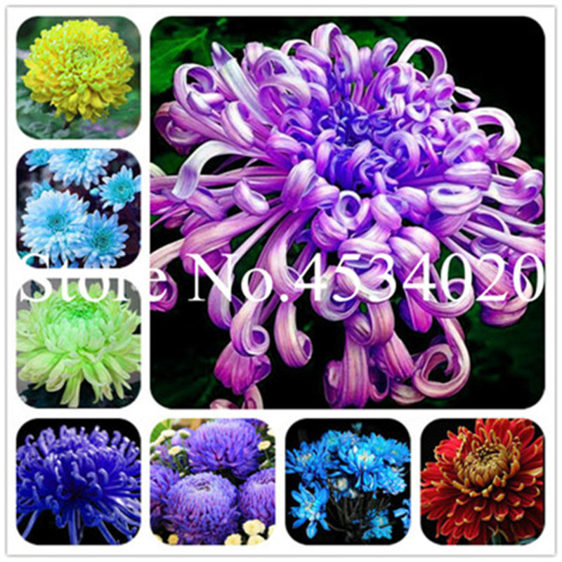 200 Pcs China Chrysanthemum Flower Plants Seeds Rare Perennial Flower New Arrival Garden Bonsai Plant Seeds Dropshipping Wholesale
200 Pcs China Chrysanthemum Flower Plants Seeds Rare Perennial Flower New Arrival Garden Bonsai Plant Seeds Dropshipping Wholesale