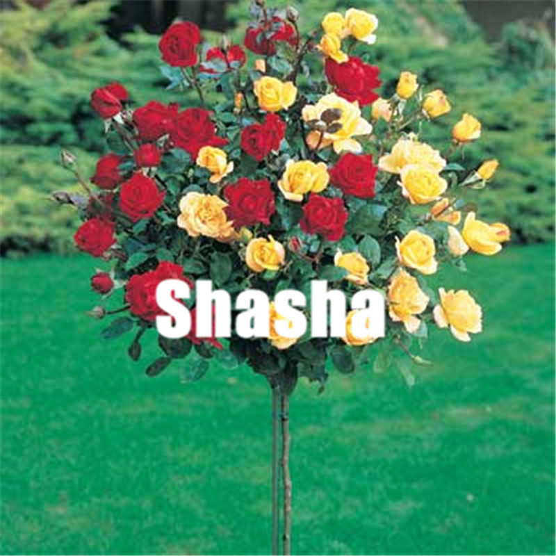 500 pcs Rose tree Bonsai Perennial Rose Flowers Indoor Bonsai Flower Rose Tree Fragrant Climbing Plants For Home Garden Planting
500 pcs Rose tree Bonsai Perennial Rose Flowers Indoor Bonsai Flower Rose Tree Fragrant Climbing Plants For Home Garden Planting