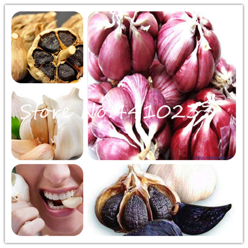 200Pcs Bonsai plant seeds Giant Garlic China Green Onion Sterilization Spicy Vegetable Tasty Leek Bonsai Big Potted Onion home Garden Plants
200Pcs Bonsai plant seeds Giant Garlic China Green Onion Sterilization Spicy Vegetable Tasty Leek Bonsai Big Potted Onion home Garden Plants