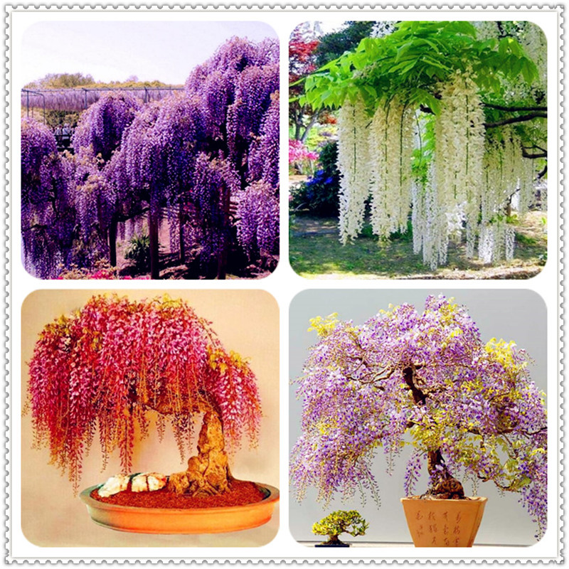 Sale ! 30 Pcs Wisteria bonsai Rare red Wisteria flower Bonsai tree seeds perennial Indoor Ornamental potted Plants for home mini garden
Sale ! 30 Pcs Wisteria bonsai Rare red Wisteria flower Bonsai tree seeds perennial Indoor Ornamental potted Plants for home mini garden