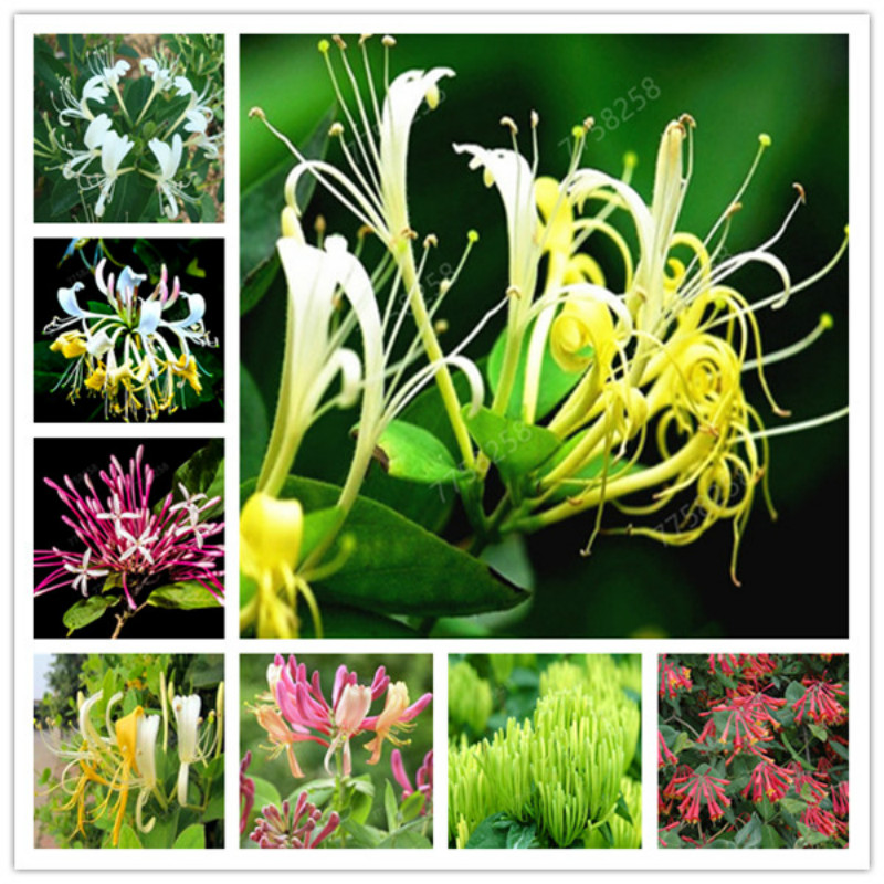 2020 Hot sale New Arrival seeds flowers Potted gift, New!!! 100 Pcs/lot Honeysuckle Vine Bonsai for home Garden
2020 Hot sale New Arrival seeds flowers Potted gift, New!!! 100 Pcs/lot Honeysuckle Vine Bonsai for home Garden