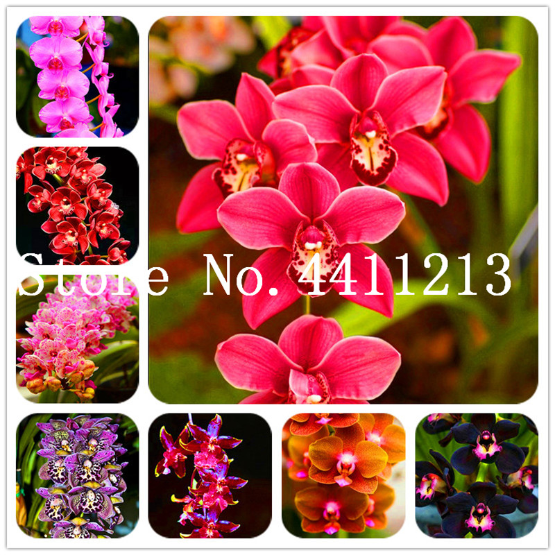 Bonsai Multi-Color Flower Orchid Bonsai plant seeds Potted Flowers 200 Pcs/Bag Mixed Cymbidium Faberi Balcony Pot Plant For Home Garden
Bonsai Multi-Color Flower Orchid Bonsai plant seeds Potted Flowers 200 Pcs/Bag Mixed Cymbidium Faberi Balcony Pot Plant For Home Garden