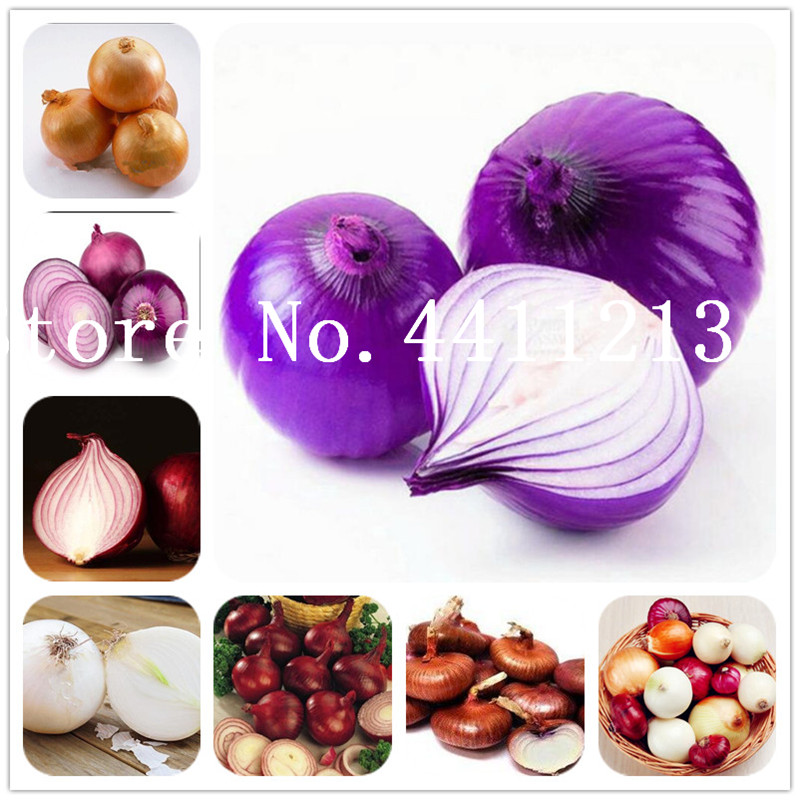 500 pcs Giant Onion Bonsai plant seeds Non-GMO vegetables Plant delicious heirloom plant Courtyard & Balcony Outdoor Indoor for home garden
500 pcs Giant Onion Bonsai plant seeds Non-GMO vegetables Plant delicious heirloom plant Courtyard & Balcony Outdoor Indoor for home garden