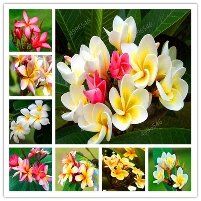 Bonsai 100 Pcs / Bag Plumeria Potted Frangipani Hawaiian Lei Flower Rare Exotic EggFlower Perfect Color Diy Home Garden Planting
Bonsai 100 Pcs / Bag Plumeria Potted Frangipani Hawaiian Lei Flower Rare Exotic EggFlower Perfect Color Diy Home Garden Planting