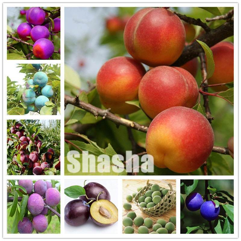 20 pcs Black Brin Plum Bonsai seeds Very Tasty Prune Fruit Bonsai Tree Jardin Bonsai Vegetables And Fruits Pot Plant Easy Grow
20 pcs Black Brin Plum Bonsai seeds Very Tasty Prune Fruit Bonsai Tree Jardin Bonsai Vegetables And Fruits Pot Plant Easy Grow