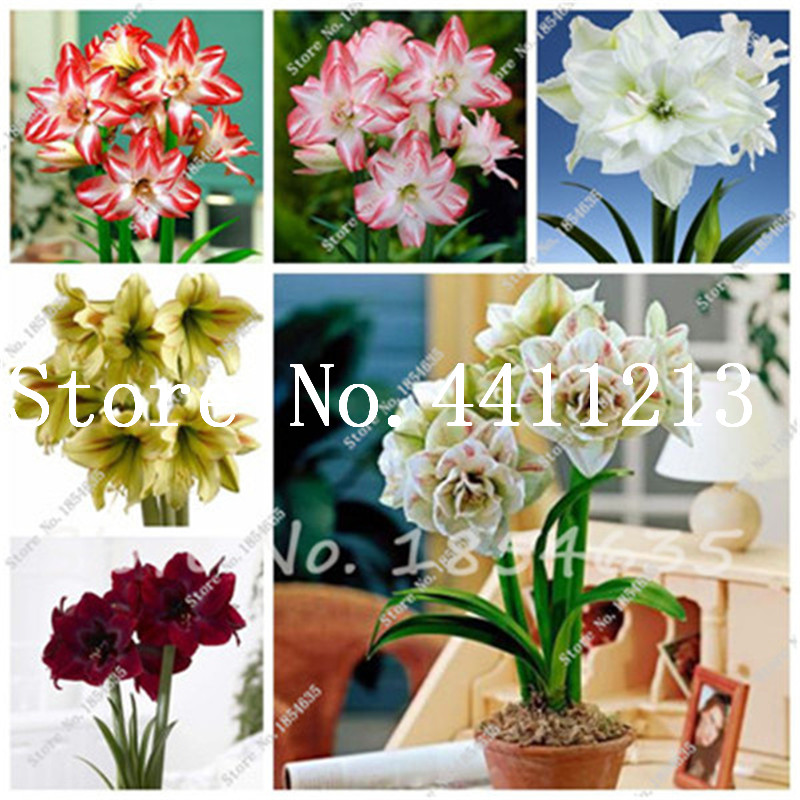 11 various classes Hippeastrum Bonsai plant seeds Roof Terrace Garden Patio Garden Amaryllis Flower Barbados Lily Flower Potted Plant-100Pcs
11 various classes Hippeastrum Bonsai plant seeds Roof Terrace Garden Patio Garden Amaryllis Flower Barbados Lily Flower Potted Plant-100Pcs