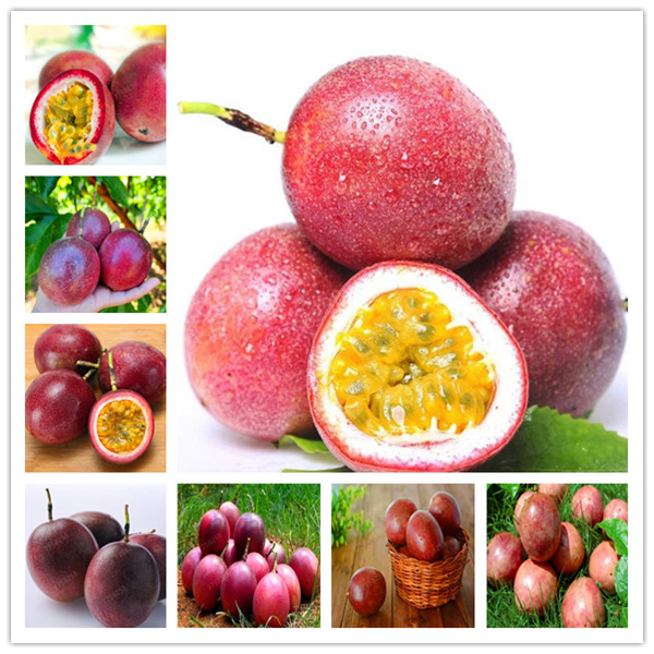 100 Pcs Passiflora Mollissima Banana Passion Fruit Bonsai Delicious Fruit Bonsai Rare Exotic Tropical Fruit DIY Home Garden
100 Pcs Passiflora Mollissima Banana Passion Fruit Bonsai Delicious Fruit Bonsai Rare Exotic Tropical Fruit DIY Home Garden
