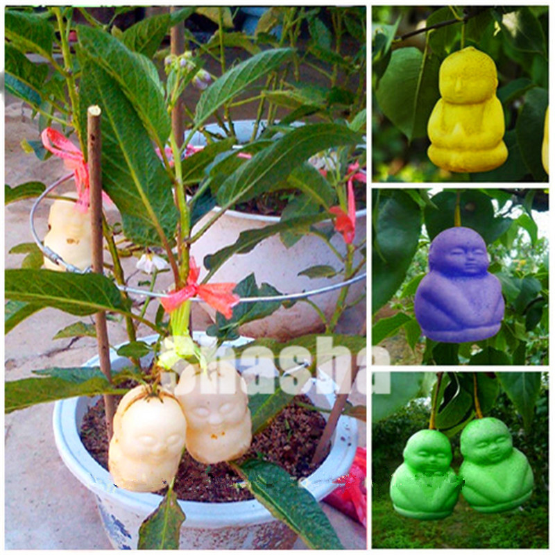 50 pcs Rare fruit ginseng bonsai seeds, mini sweet melon bonsai,high nutritional value, potted plants planted in the home garden
50 pcs Rare fruit ginseng bonsai seeds, mini sweet melon bonsai,high nutritional value, potted plants planted in the home garden