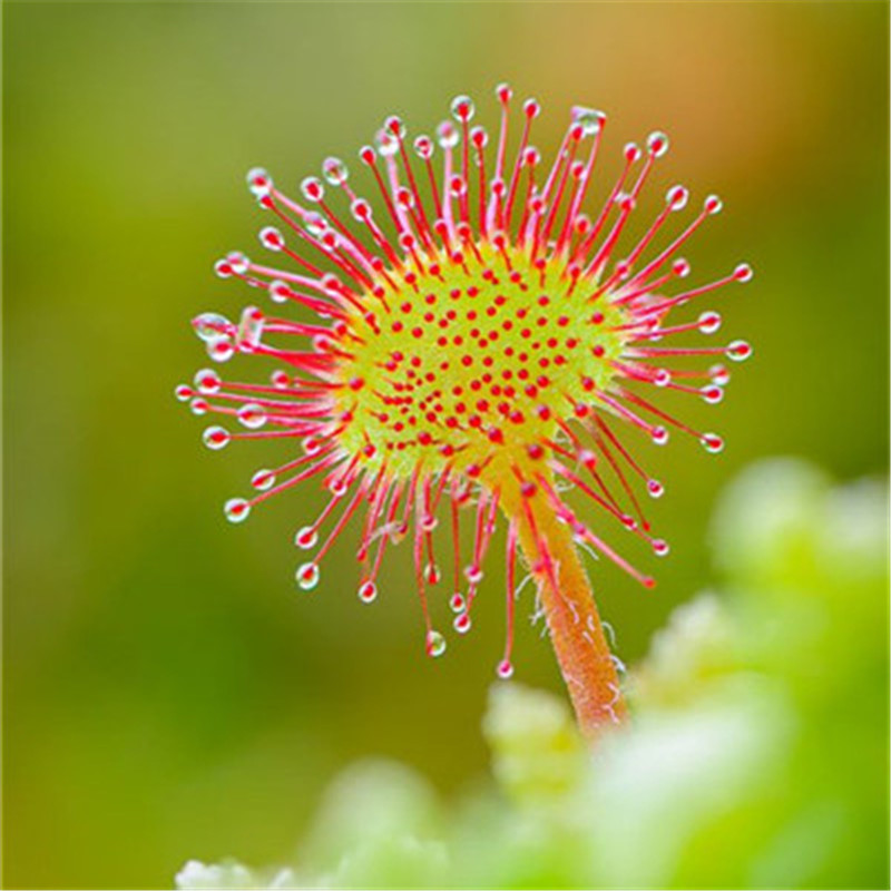 Multifarious Nepenthes Carnivorous Plant Bonsai Potted Dionaea Muscipula Giant Clip Venus Flytrap Plant for Garden 100 Pcs / Lot
Multifarious Nepenthes Carnivorous Plant Bonsai Potted Dionaea Muscipula Giant Clip Venus Flytrap Plant for Garden 100 Pcs / Lot