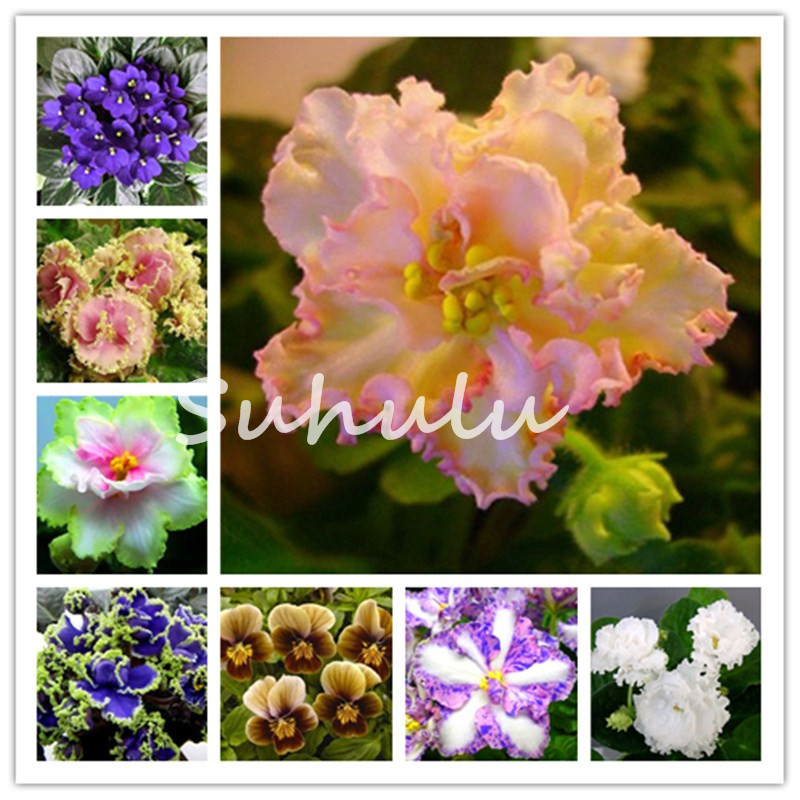 40pcs Seeds Exotic African Violet Mixed Colors Flower Bonsai Saintpaulia Ionantha Garden Plant Pot Perennial Herb Variety Complete
40pcs Seeds Exotic African Violet Mixed Colors Flower Bonsai Saintpaulia Ionantha Garden Plant Pot Perennial Herb Variety Complete