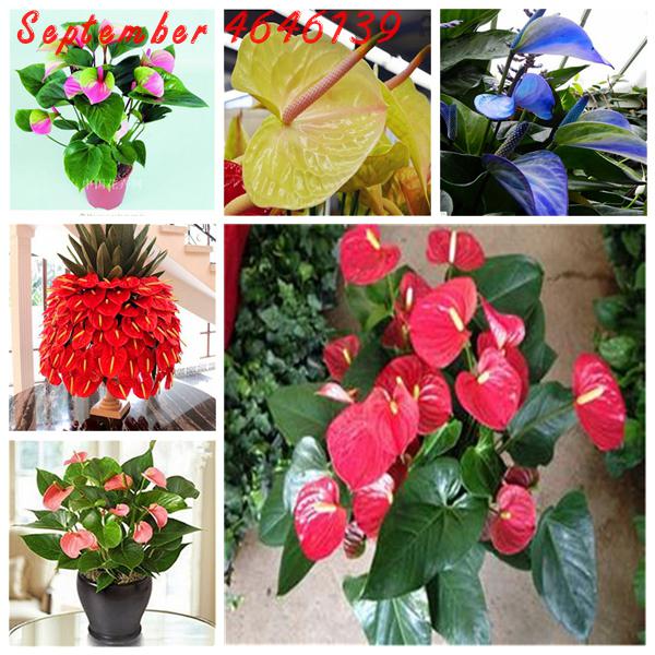 Rare Flower Anthurium Bonsai Balcony Potted Plant Anthurium Flower Bonsai For DIY Home Garden Easy To Grow 200 Pcs Seeds
Rare Flower Anthurium Bonsai Balcony Potted Plant Anthurium Flower Bonsai For DIY Home Garden Easy To Grow 200 Pcs Seeds