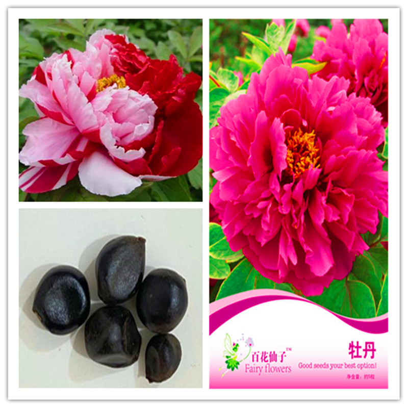 1pack Original package Colorful peony flower bonsai plant flower seeds Heirloom peony flower Tree Pink Hardy Perennial Bonsai Plant Hot sale
1pack Original package Colorful peony flower bonsai plant flower seeds Heirloom peony flower Tree Pink Hardy Perennial Bonsai Plant Hot sale