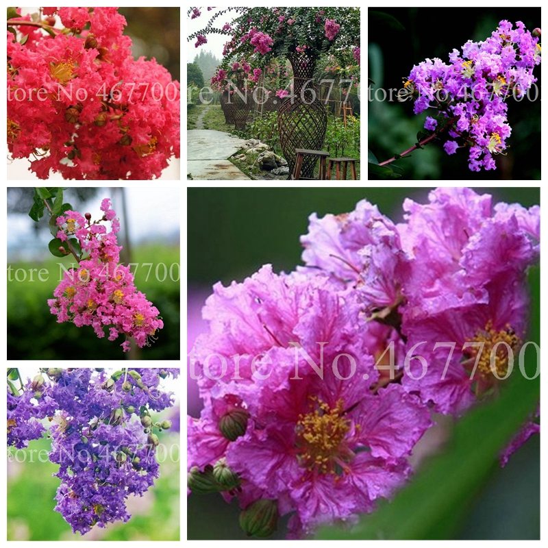 200 Pcs/ Bag Seeds Crape Myrtle Lagerstroemia Indica 'Natchez' Perennial Flower Bonsai Courtyard Myrtle Flowers Home Garden Plant Pot 
200 Pcs/ Bag Seeds Crape Myrtle Lagerstroemia Indica 'Natchez' Perennial Flower Bonsai Courtyard Myrtle Flowers Home Garden Plant Pot