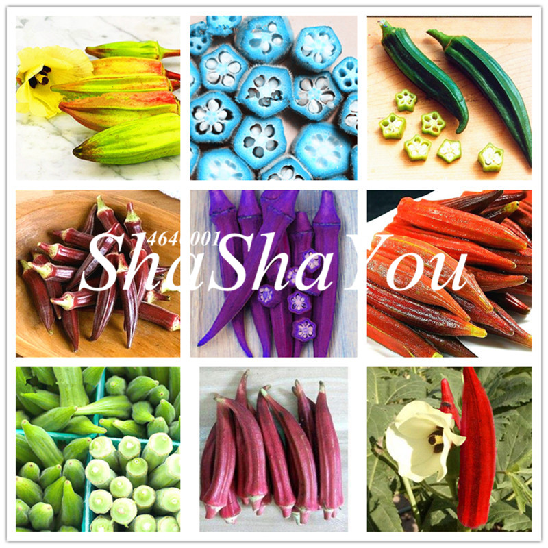 200 pcs Seeds Rare Red and green Okra Gumbo Abelmoschus Moschatus Non-GMO Vegetable and fruit Flower Bonsai for home garden planting
200 pcs Seeds Rare Red and green Okra Gumbo Abelmoschus Moschatus Non-GMO Vegetable and fruit Flower Bonsai for home garden planting