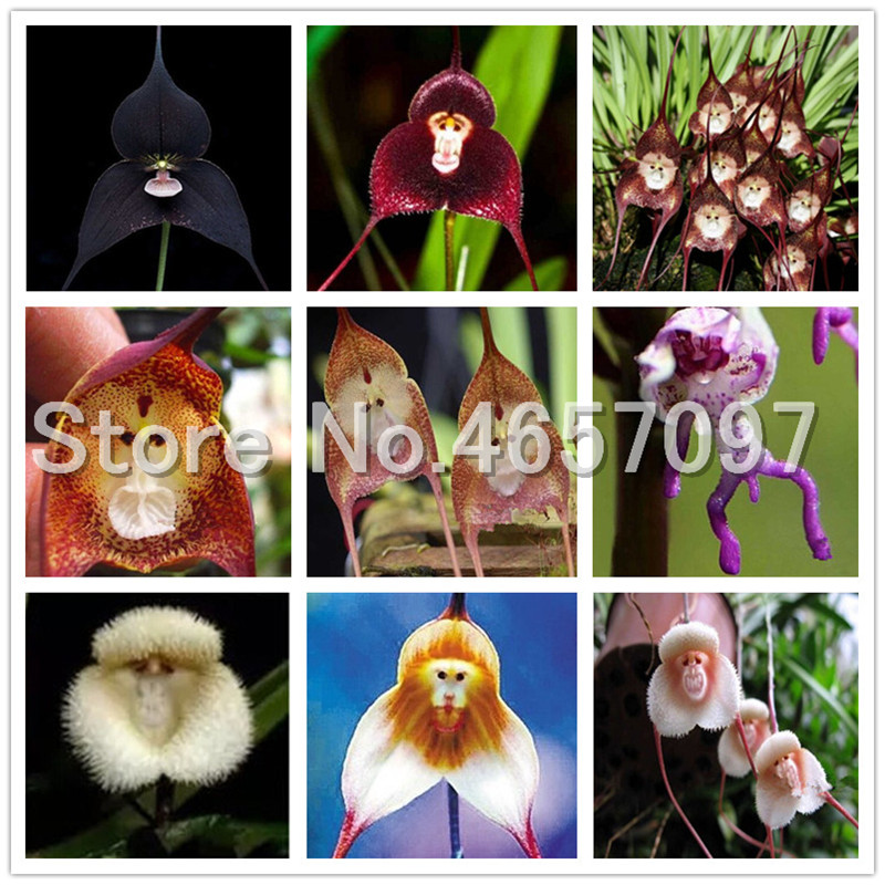 Bestselling ! 300 pcs Rare Orchid plant seeds,Beautiful Monkey Face Orchids Bonsai Multiple Varieties Bonsai plant Radiation Absorption
Bestselling ! 300 pcs Rare Orchid plant seeds,Beautiful Monkey Face Orchids Bonsai Multiple Varieties Bonsai plant Radiation Absorption