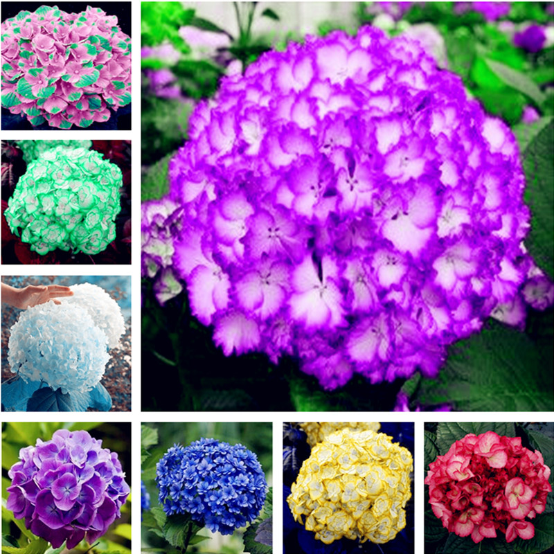 Hot 100 Pcs Hydrangea Seeds various colors are availab Beautify the Environmen,11 colours Flower Seeds Bonsai,Natural Growth for Home Garden
Hot 100 Pcs Hydrangea Seeds various colors are availab Beautify the Environmen,11 colours Flower Seeds Bonsai,Natural Growth for Home Garden