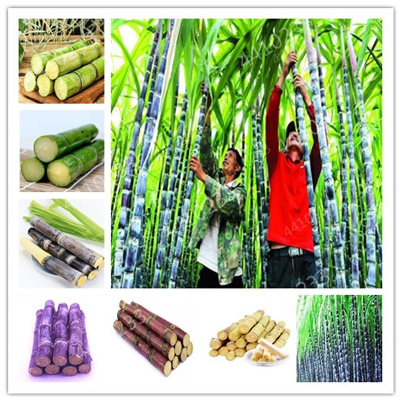 hot sale! 100 pieces of colorful sugarcane bonsai plants natural rainbow vegetables for home garden medicinal vitamins huge sweet chew
hot sale! 100 pieces of colorful sugarcane bonsai plants natural rainbow vegetables for home garden medicinal vitamins huge sweet chew