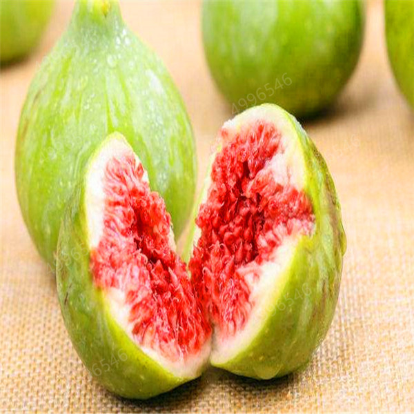 Hot Sale Seeds! Christmas plant flowers Potted gift,fig 100 pcs Bonsai plants for garden balcony decoration
Hot Sale Seeds! Christmas plant flowers Potted gift,fig 100 pcs Bonsai plants for garden balcony decoration