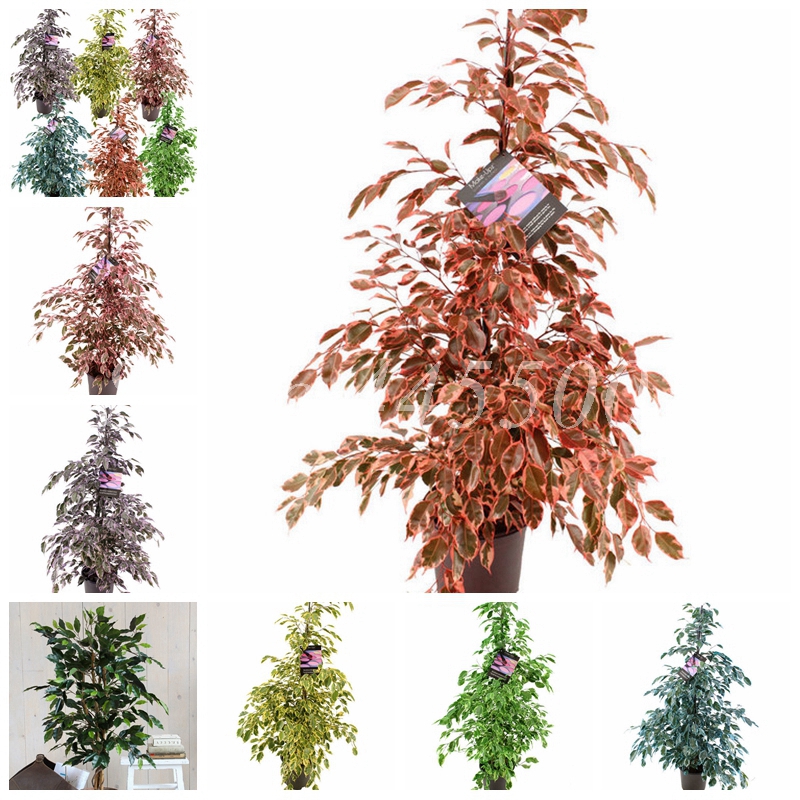 20 pcs Mini Ficus Banyan Tree High Quality Flower Bonsai Forest Shrub Fast Growing Garden Home Natural Growth Tropical Ornaments Plants
20 pcs Mini Ficus Banyan Tree High Quality Flower Bonsai Forest Shrub Fast Growing Garden Home Natural Growth Tropical Ornaments Plants