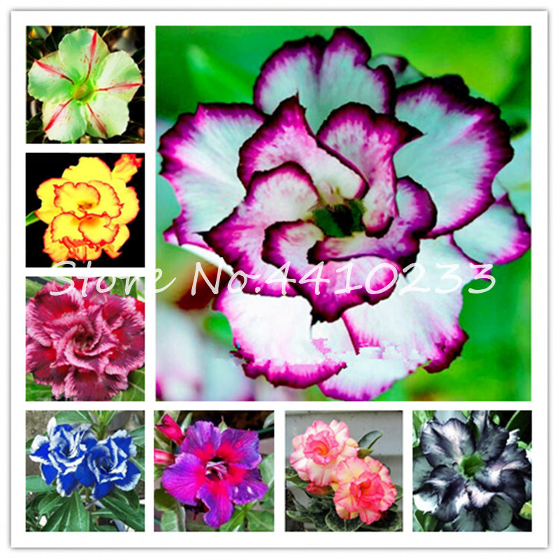 5 Pcs True Adenium Exotic Desert Rose Flower Bonsai plant seeds Potted Flowers Balcony Bonsai Multi-Color Petals Succulents Tree Ornamental
5 Pcs True Adenium Exotic Desert Rose Flower Bonsai plant seeds Potted Flowers Balcony Bonsai Multi-Color Petals Succulents Tree Ornamental
