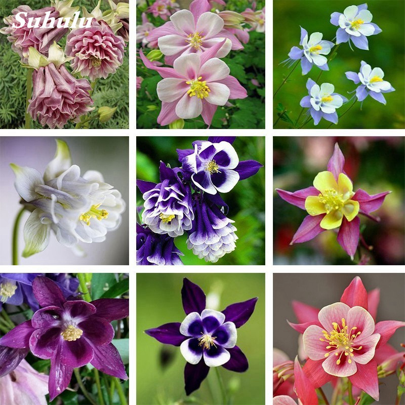 100 pcs / bag Imported Columbine Aquilegia Rare Petticoat Bonsai Potted Organic Blooming Garden Flower Plant Easy to Grow
100 pcs / bag Imported Columbine Aquilegia Rare Petticoat Bonsai Potted Organic Blooming Garden Flower Plant Easy to Grow