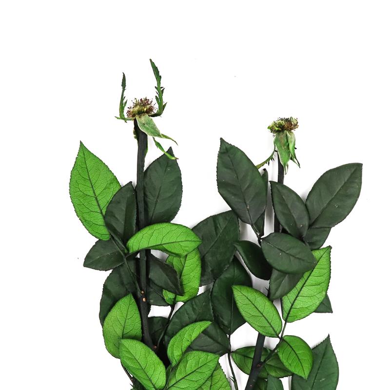 Father 's day gifts 40-50cm in length Natural Preserved Branch Rose Stem for Grafting Flowers decorations, Green
Father 's day gifts 40-50cm in length Natural Preserved Branch Rose Stem for Grafting Flowers decorations, Green