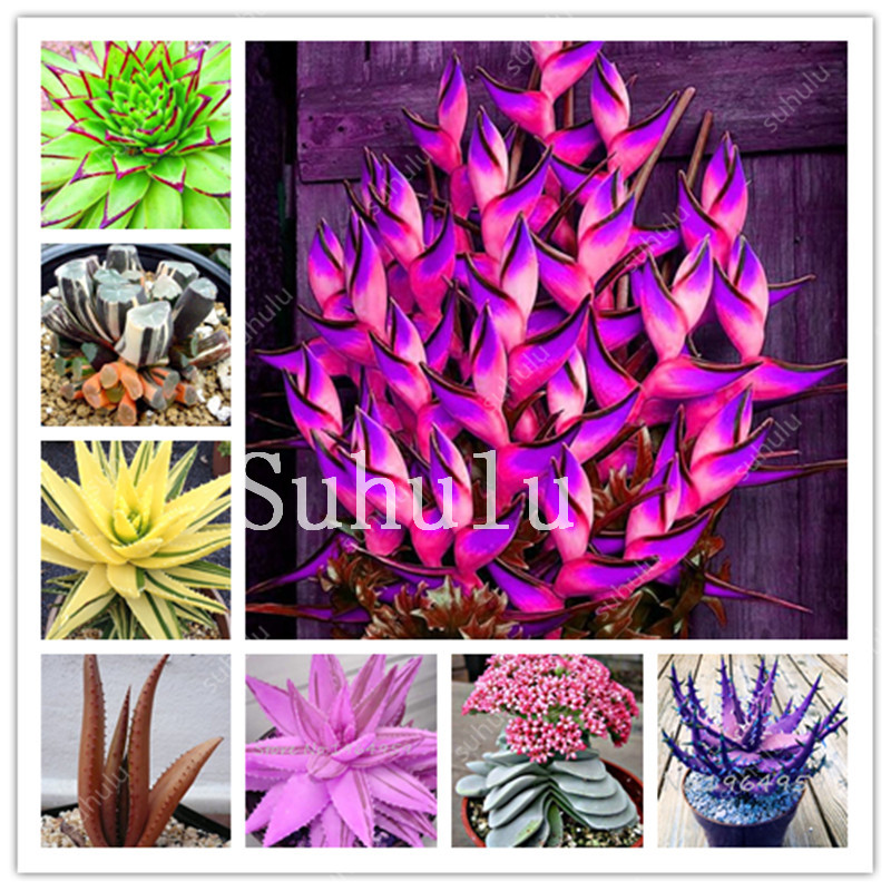 Promotion! 200 pcs Rare Aloe seeds Vera Bonsai Perfect Color Vegetables & Fruit Edible Beauty Edible Succulent Plants For Home & Garden
Promotion! 200 pcs Rare Aloe seeds Vera Bonsai Perfect Color Vegetables & Fruit Edible Beauty Edible Succulent Plants For Home & Garden