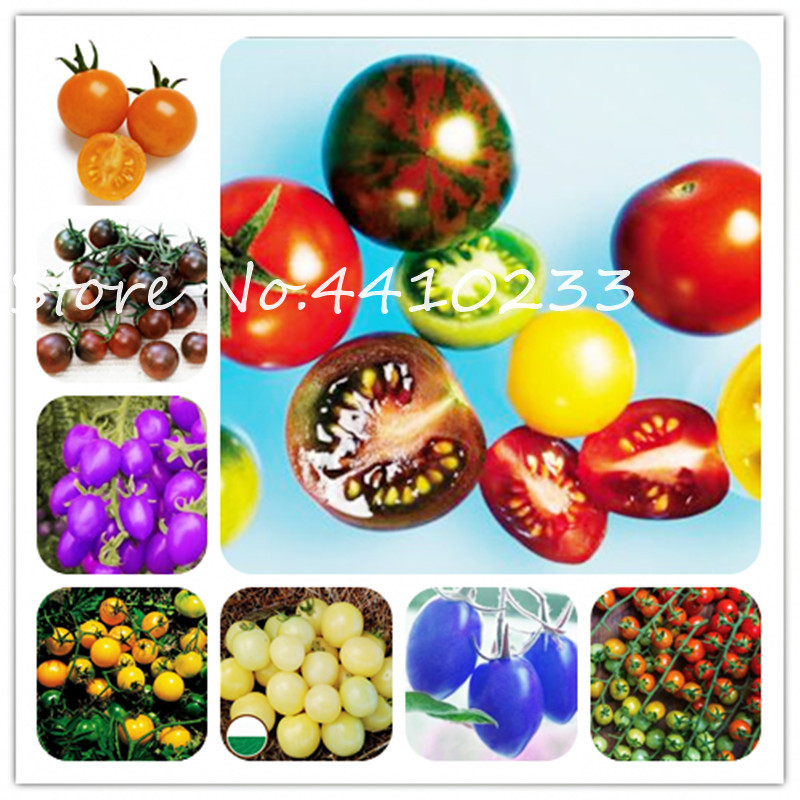 200 Pcs Bonsai Cherry Tomato Bonsai Delicious Sweet Tomato Non-Gmo Fruit Vegetable Edible Food Balcony Potted Garden Plant seeds
200 Pcs Bonsai Cherry Tomato Bonsai Delicious Sweet Tomato Non-Gmo Fruit Vegetable Edible Food Balcony Potted Garden Plant seeds