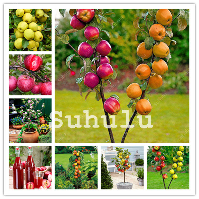 100 Pcs Organic Dwarf Apple Tree Seeds Bonsai Rare Sweet Fruit Tree Four Season Sowing Rare Green Fruit Potted Healthy DIY Garden