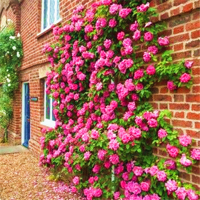 100 pcs Thailand Climbing Beautyful Rose seeds rare plant rose seeds bonsai Potted Flowering Plants for Home Garden2340
100 pcs Thailand Climbing Beautyful Rose seeds rare plant rose seeds bonsai Potted Flowering Plants for Home Garden2340