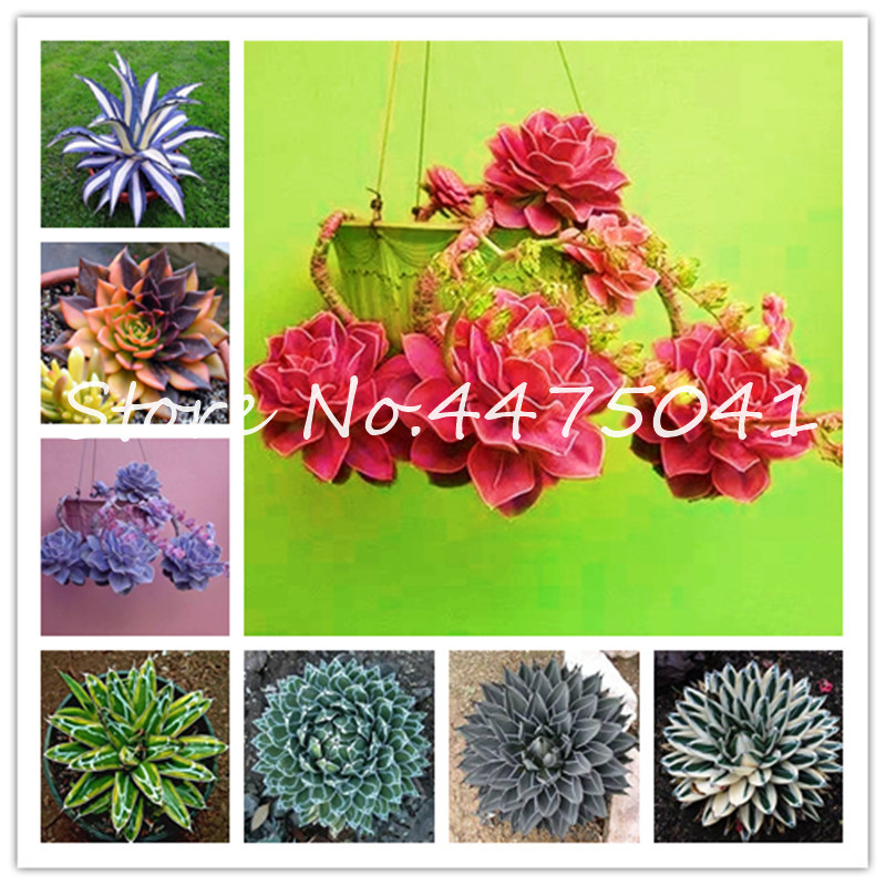 500 Pcs/Bag Agave Flower Bonsai plant seeds, Rare Succulent Perennial Good Life Flowering Bonsai Plant Agave Pot Plant For Home Garden Decor
500 Pcs/Bag Agave Flower Bonsai plant seeds, Rare Succulent Perennial Good Life Flowering Bonsai Plant Agave Pot Plant For Home Garden Decor