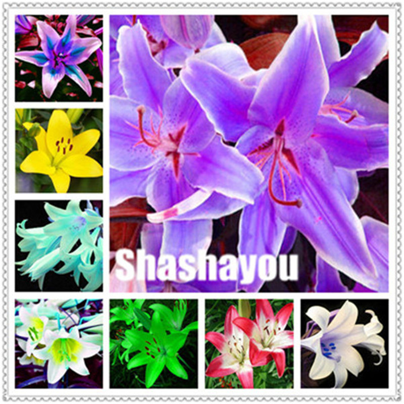 200pc Seeds Mixing Color Special Blue Heart Lily flower Plant Potted Bonsai Plant Lily Flower plants For Home Garden Purify Indoor Air
200pc Seeds Mixing Color Special Blue Heart Lily flower Plant Potted Bonsai Plant Lily Flower plants For Home Garden Purify Indoor Air