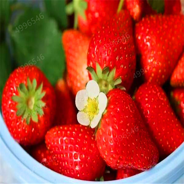 100 pcs Gaint Strawberry Bonsai Big Sweet Strawberry Berry Fruit Bonsai Pot Plant Non-GMO Family Food For Home Garden Planting
100 pcs Gaint Strawberry Bonsai Big Sweet Strawberry Berry Fruit Bonsai Pot Plant Non-GMO Family Food For Home Garden Planting