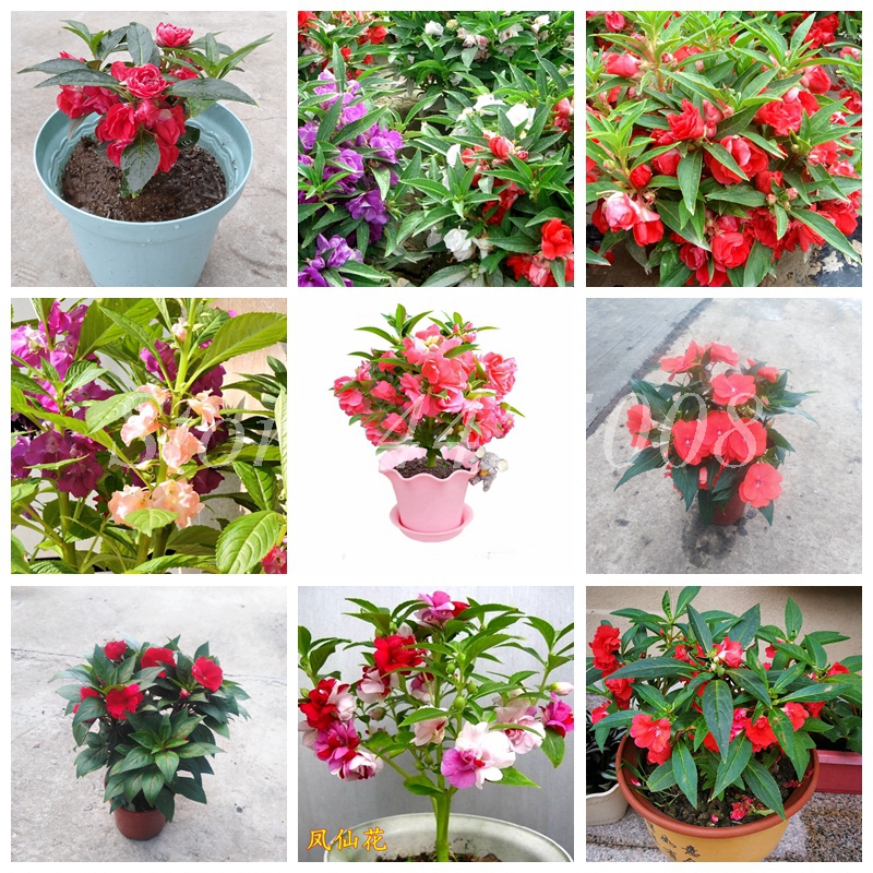 200 pcs/ bag Seeds Bonsai Impatiens Flower Balsam Double Flore Plantas Indoor & Outdoor Potted Plant for Home & Garden Pot Planting
200 pcs/ bag Seeds Bonsai Impatiens Flower Balsam Double Flore Plantas Indoor & Outdoor Potted Plant for Home & Garden Pot Planting